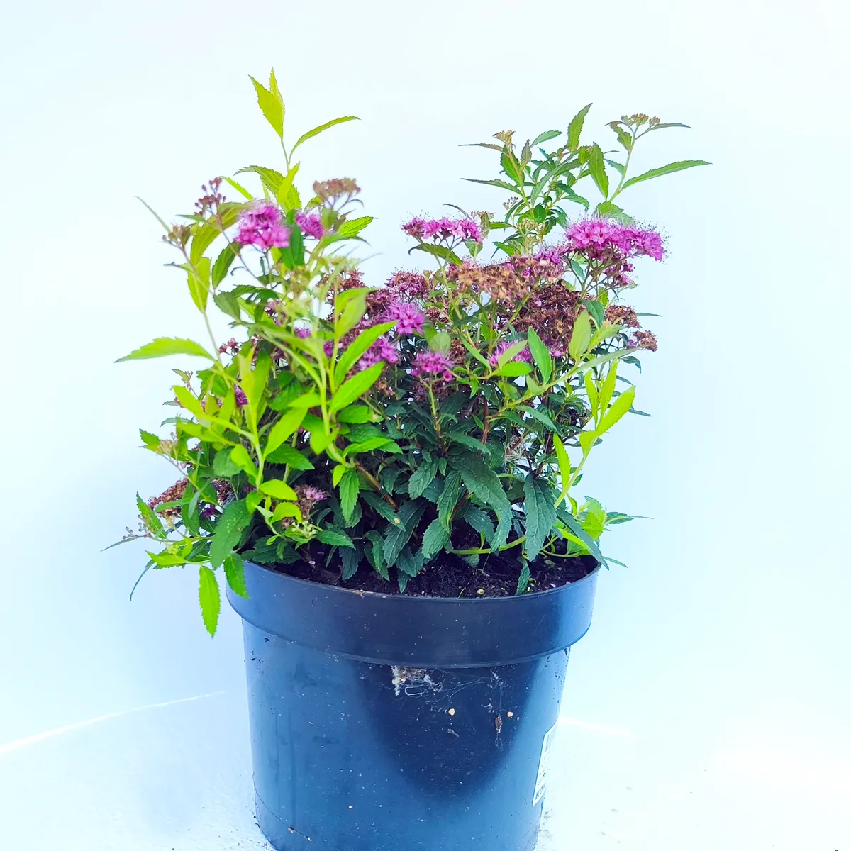 SPIREA JAP. “Anthony Waterer” - cover