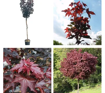 ACER PLAT. ‘Crimson Sentry’ - cover