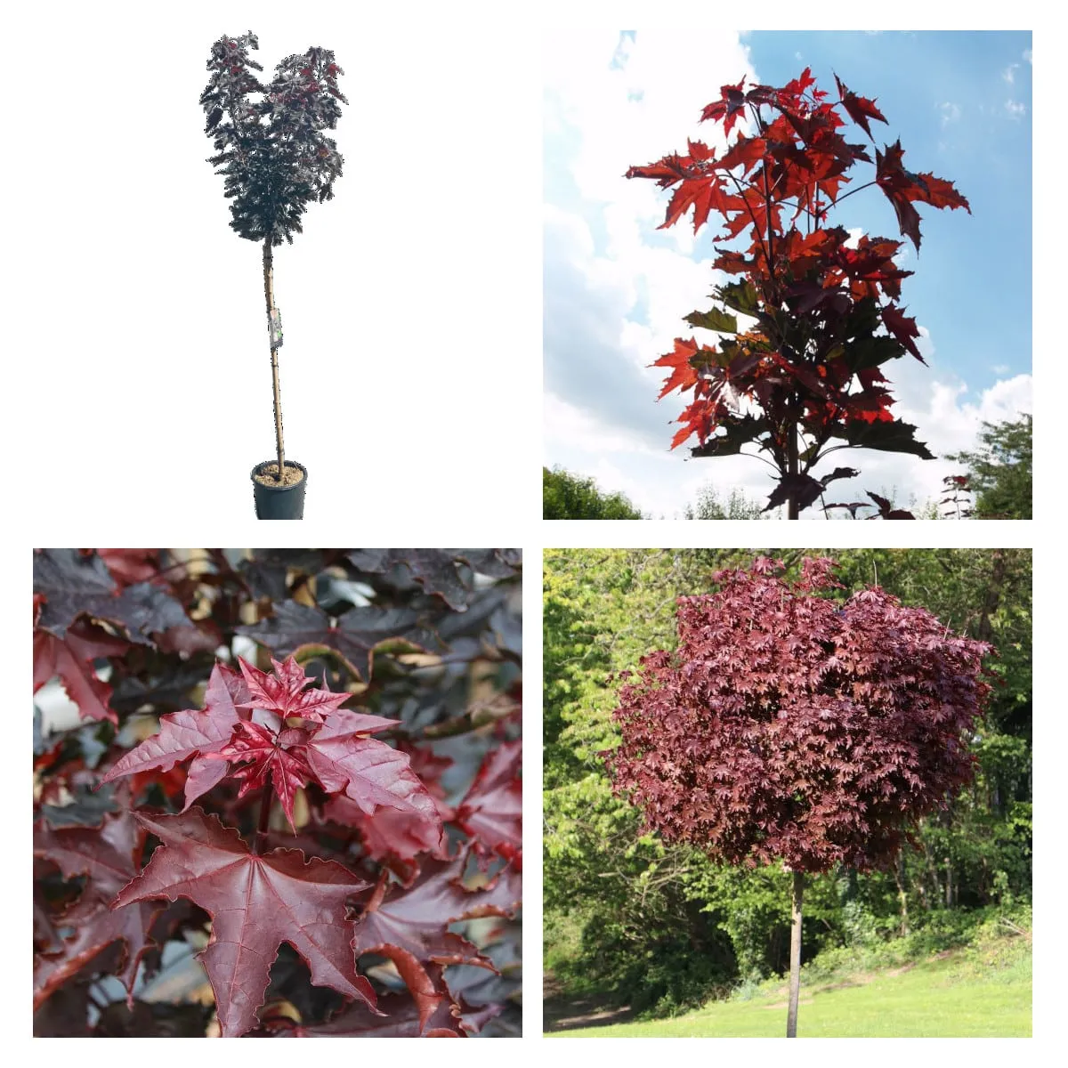 ACER PLAT. ‘Crimson Sentry’ - cover