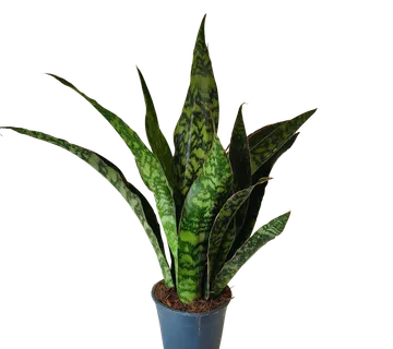 SANSEVIERIA AUBRY. “Dragon” - cover