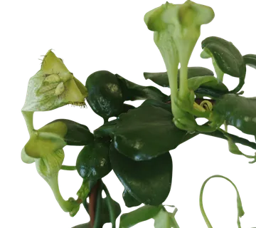 CEROPEGIA SANDERSONII - cover