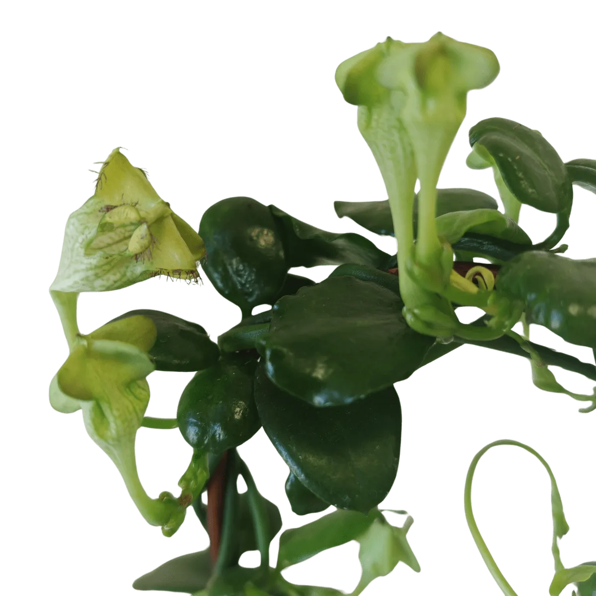 CEROPEGIA SANDERSONII - cover