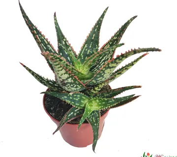 ALOE “Carola” - cover