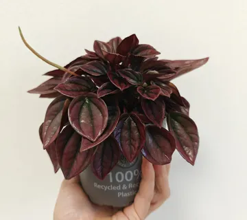 PEPEROMIA CAPERATA “Cayenne” - cover