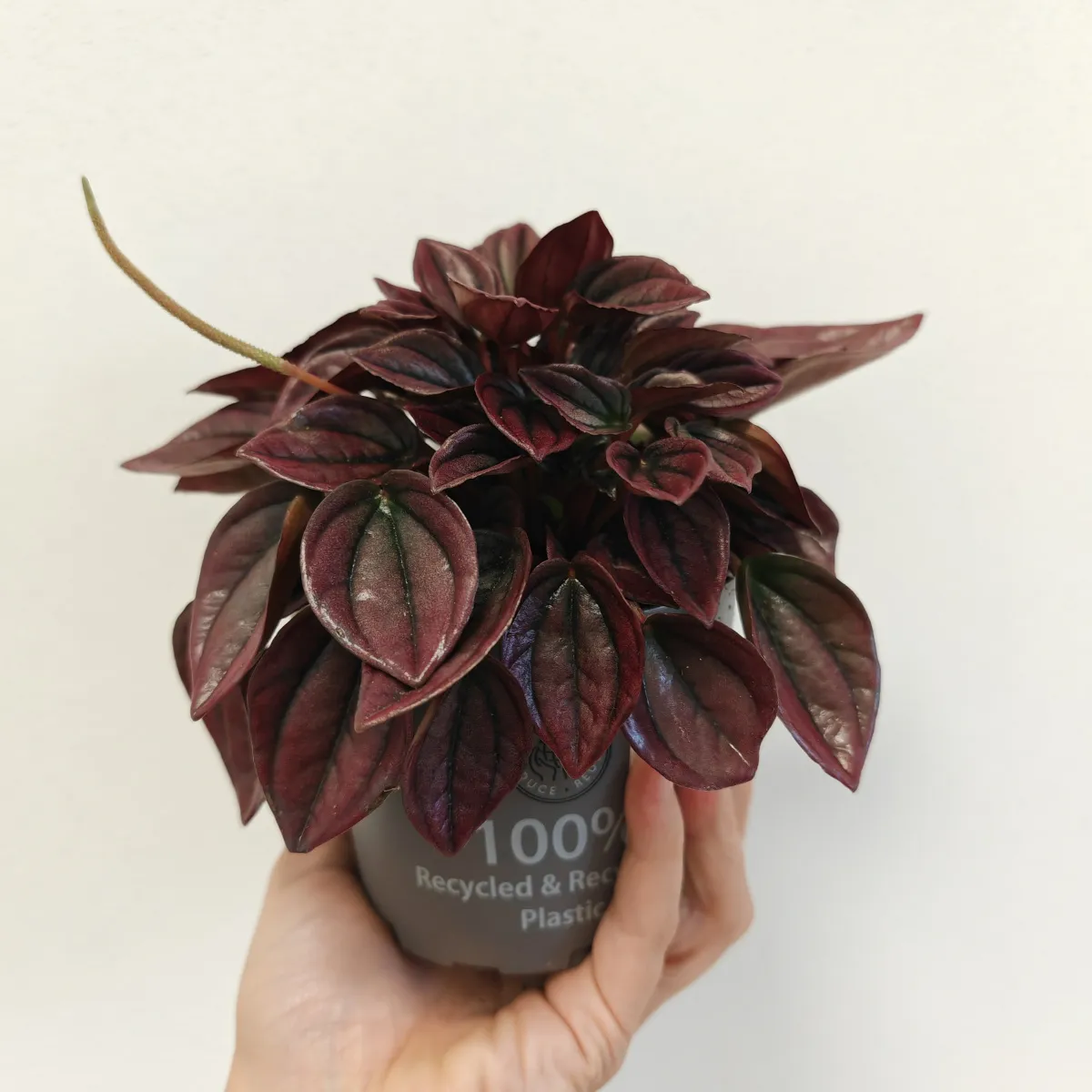 PEPEROMIA CAPERATA “Cayenne” - cover
