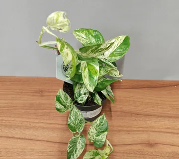 EPIPREMNUM PINN “Marble Variegated” - cover