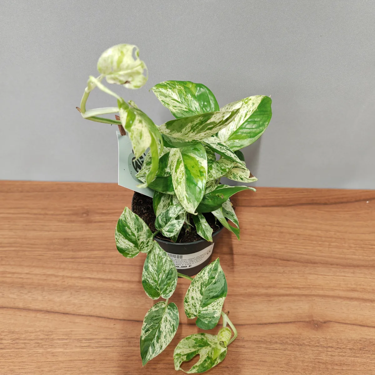 EPIPREMNUM PINN “Marble Variegated” - cover