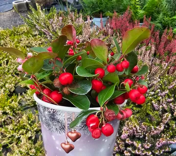 GAULTHERIA PR.” Big Berry” - cover