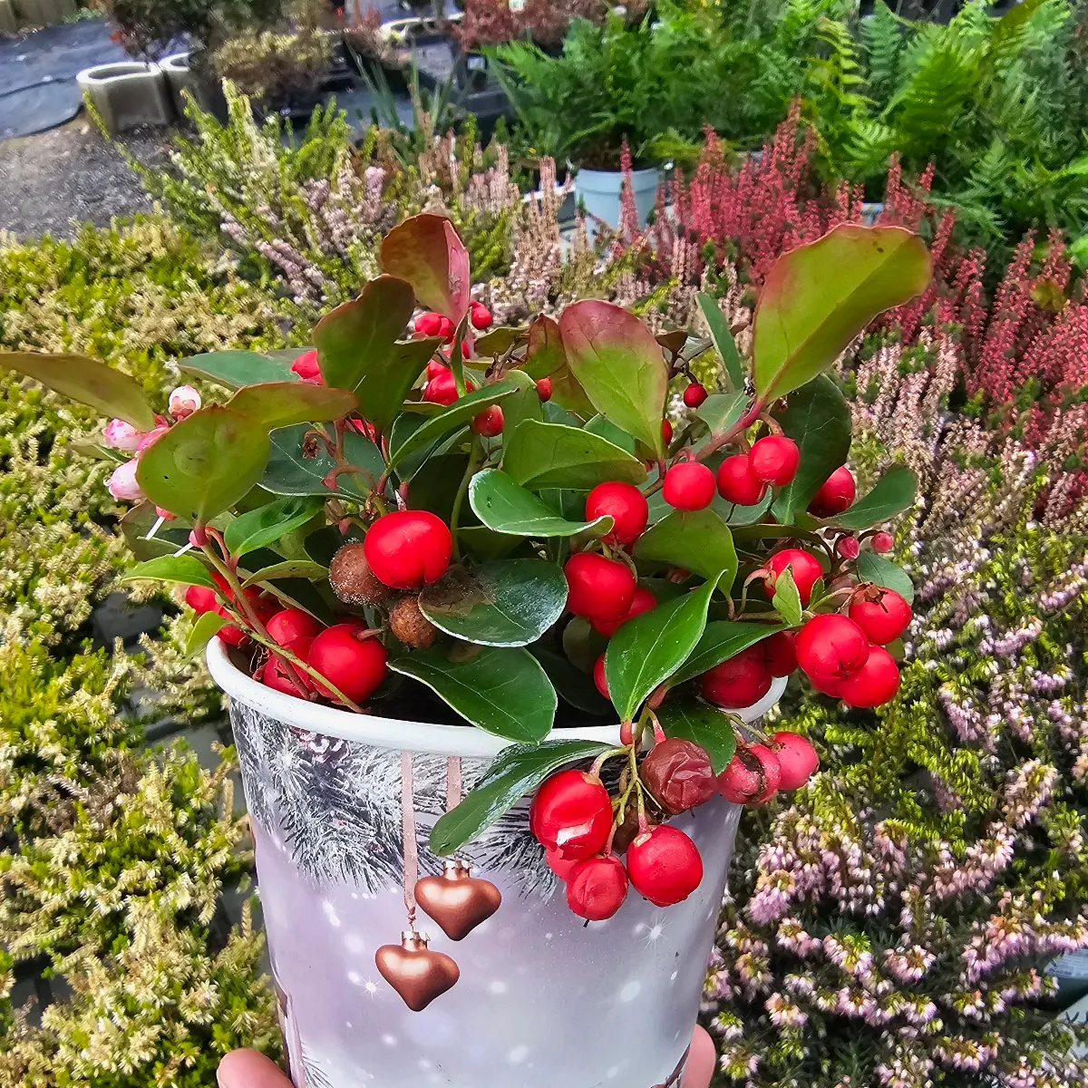 GAULTHERIA PR.” Big Berry” - cover