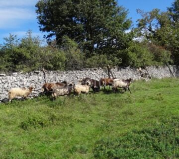 Istra-Žminj, građevinsko 2000m2 na 72561 m2 poljoprivrednog - cover