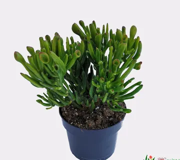 CRASSULA O. “Gollum”/drvo novca - cover