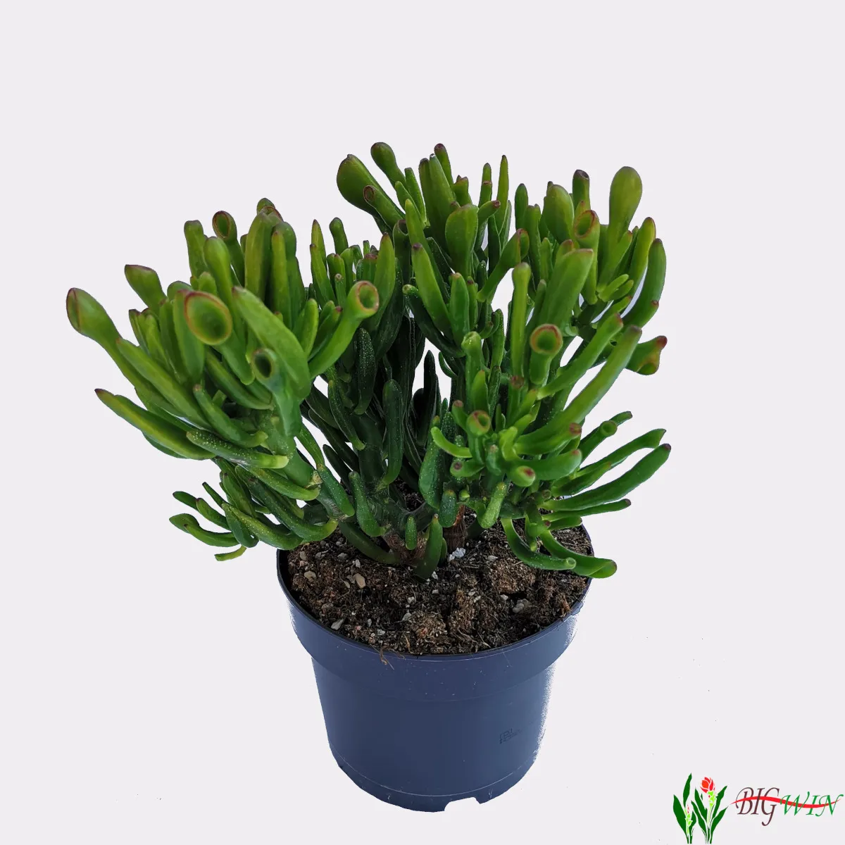 CRASSULA O. “Gollum”/drvo novca - cover