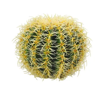 EUROPALMS Golden Barrel Cactus, 48cm - cover