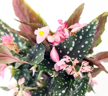 BEGONIA “Maculata” - cover
