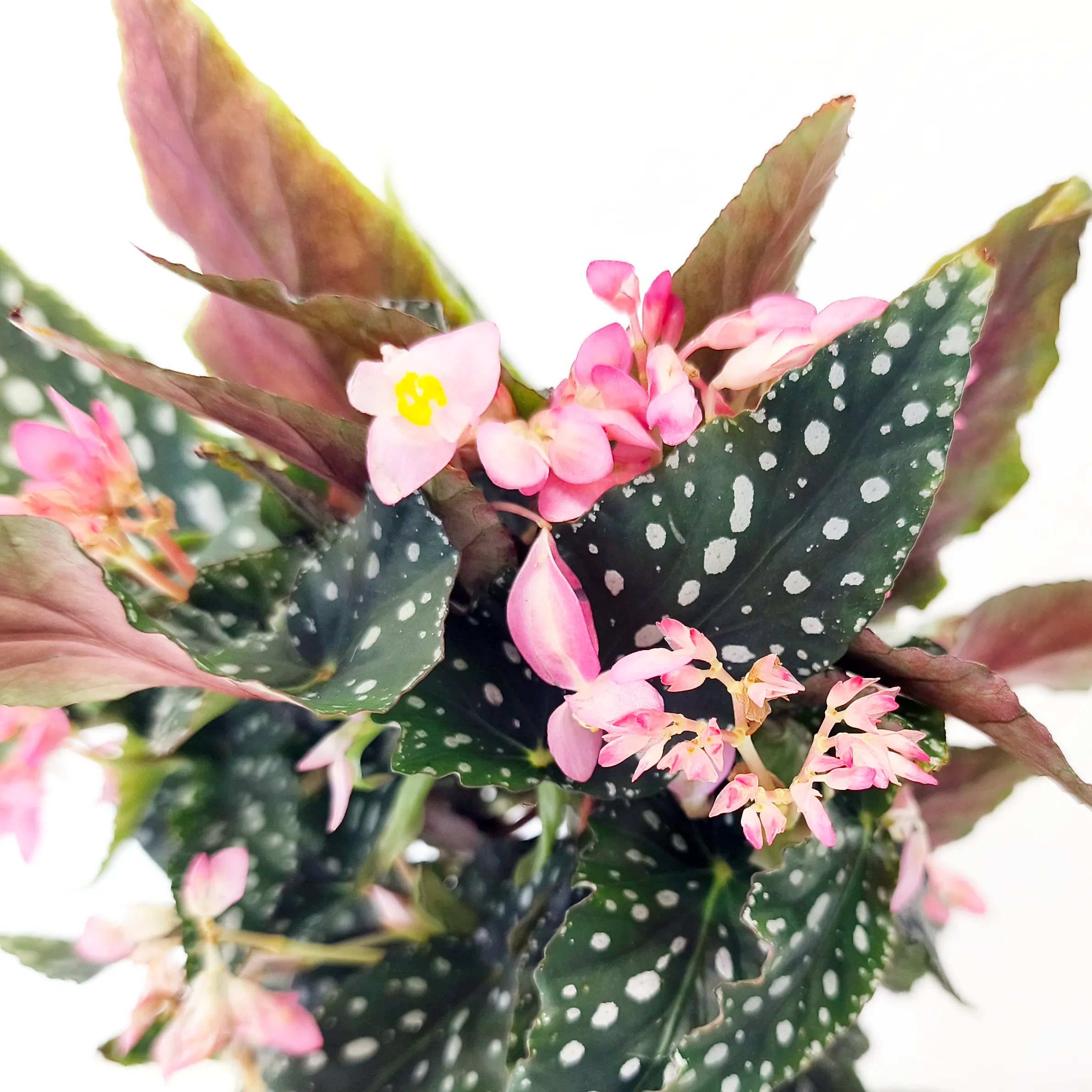 BEGONIA “Maculata” - cover