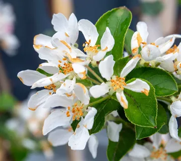 MALUS “Red Sentinel” ukrasna jabuka - cover