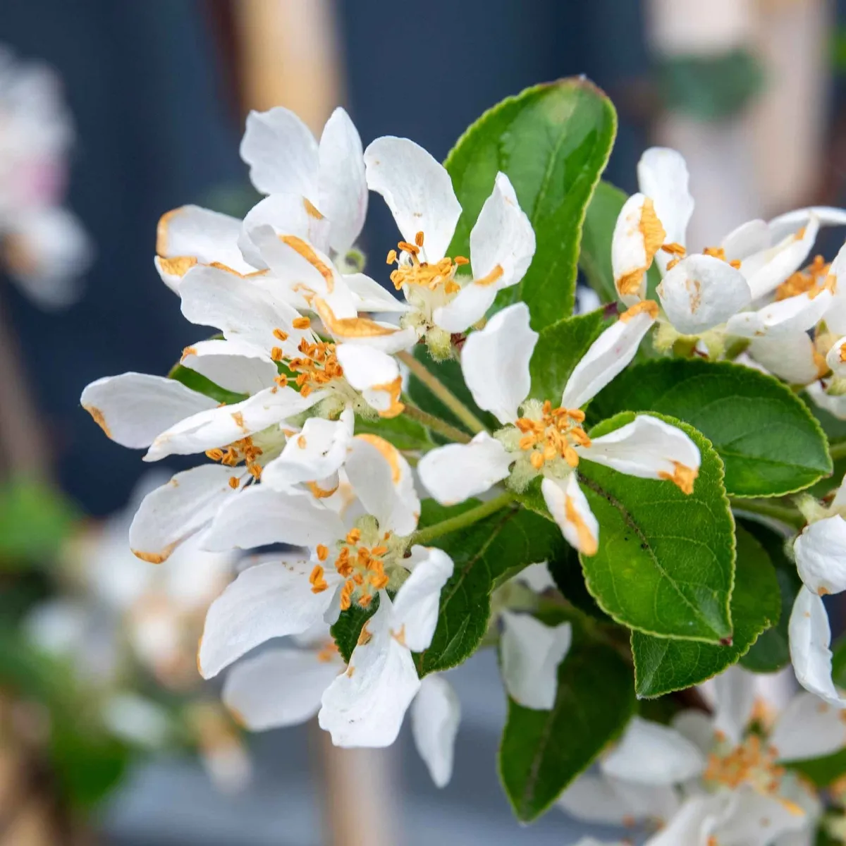 MALUS “Red Sentinel” ukrasna jabuka - cover