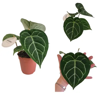 ANTHURIUM ‘Crystallinum’ - cover