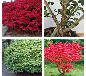 EUONYMUS AL.”Compactus” - cover