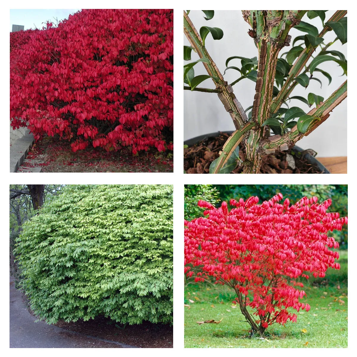 EUONYMUS AL.”Compactus” - cover