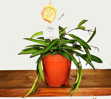 HOYA “Wayetti” - cover