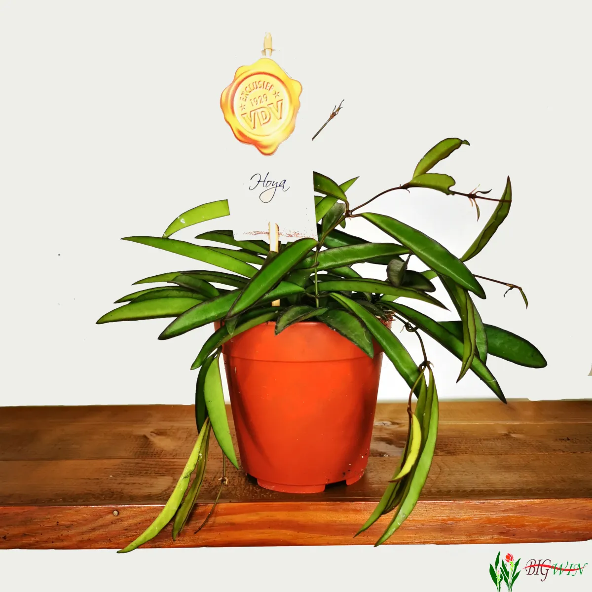 HOYA “Wayetti” - cover