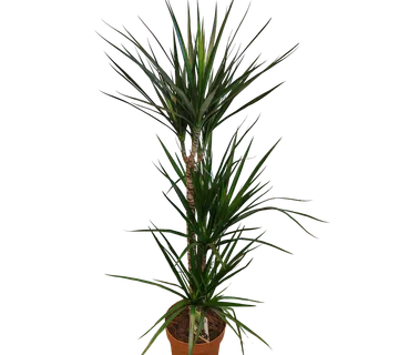 DRACENA MARGINATA - cover