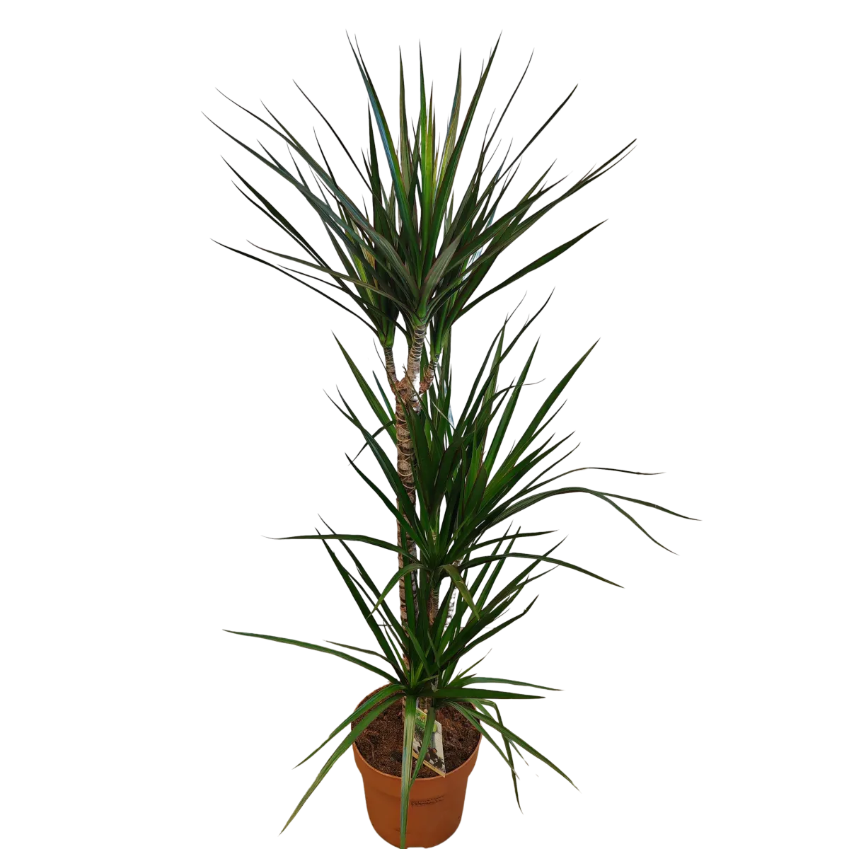 DRACENA MARGINATA - cover