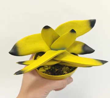 CRASSULA “Boomerang” - cover