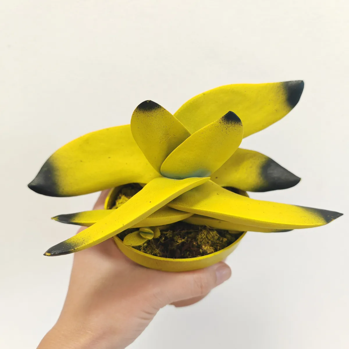 CRASSULA “Boomerang” - cover