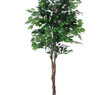 EUROPALMS Ficus tree multi-trunk, 210cm - cover