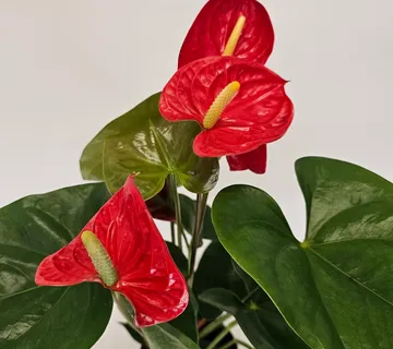 ANTHURIUM “Madural Red” - cover