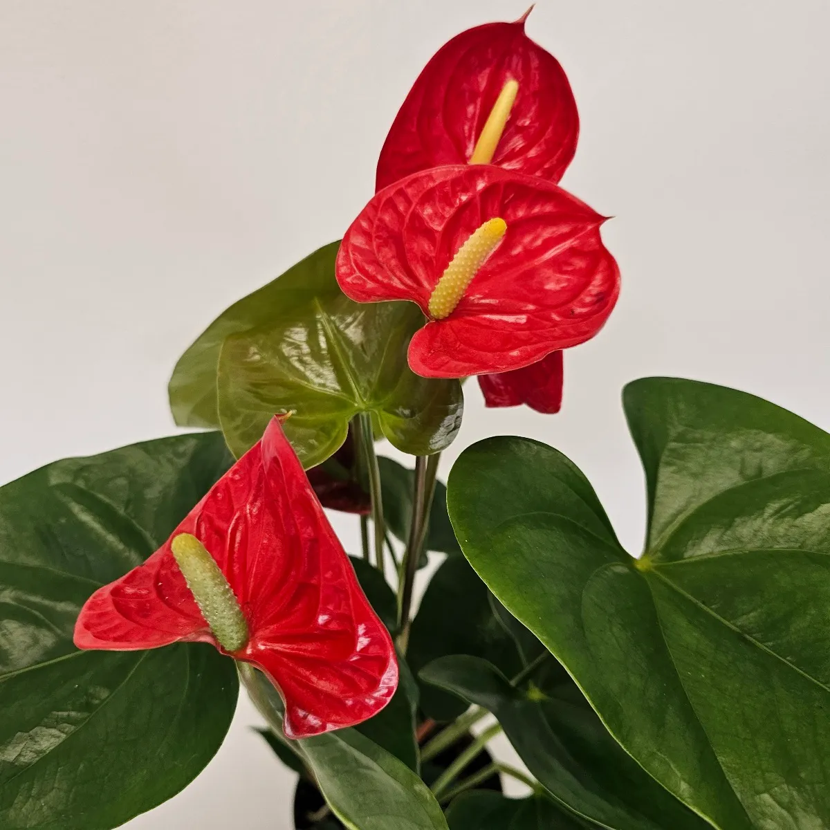 ANTHURIUM “Madural Red” - cover