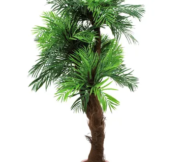 EUROPALMS Areca palm tree, 170cm - cover