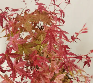 ACER PALMATUM “Deshojo” - cover