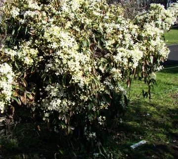 CLEMATIS ARM. “Snowdraft” - cover