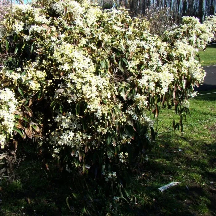 CLEMATIS ARM. “Snowdraft” - cover