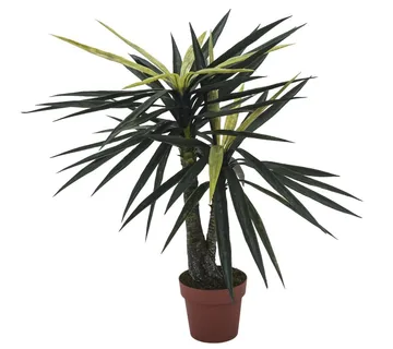 EUROPALMS Yucca, 2 trunks, 115cm - cover