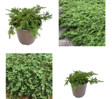 JUNIPERUS C. “Green Carpet” - cover