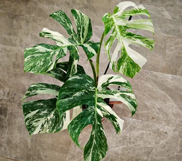 MONSTERA D. ALBO VARIEGATA - cover