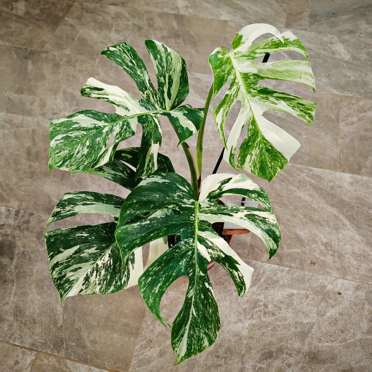 MONSTERA D. ALBO VARIEGATA - cover