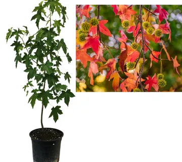 LIQUIDAMBAR STYRACIFLUA - cover