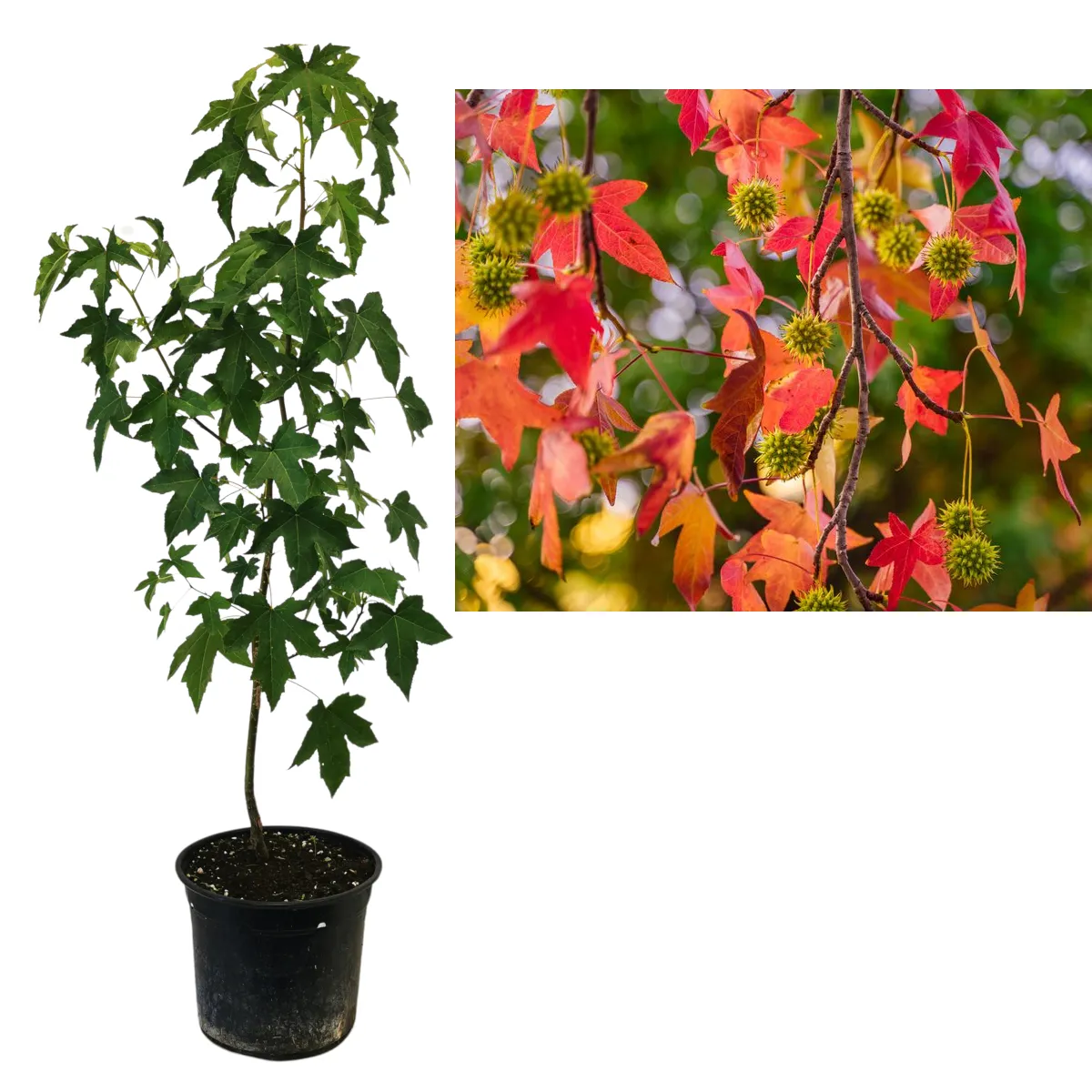 LIQUIDAMBAR STYRACIFLUA - cover