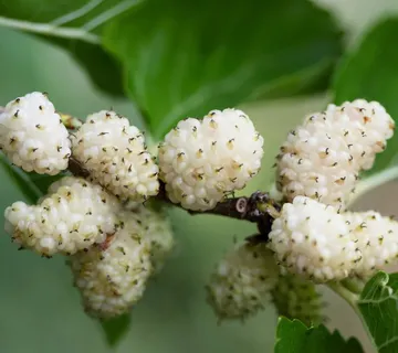 MORUS ALBA “Macrophylla”/bijeli dud - cover