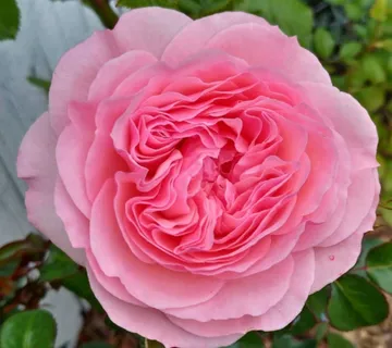 RUŽA STABLAŠICA “Mariatheresia” - cover