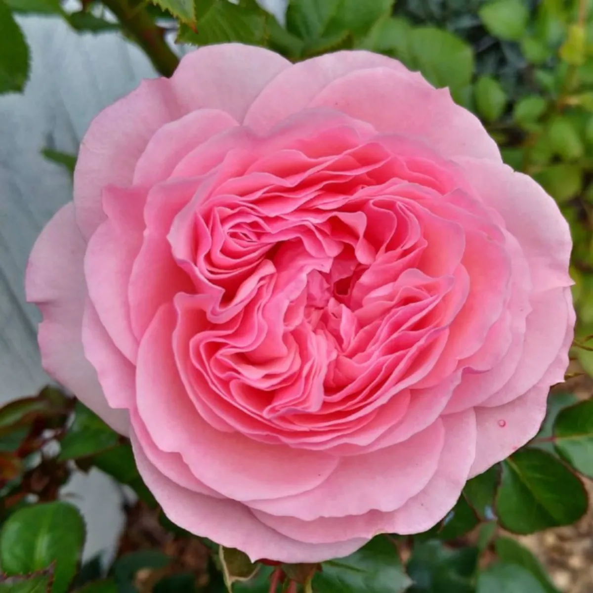 RUŽA STABLAŠICA “Mariatheresia” - cover