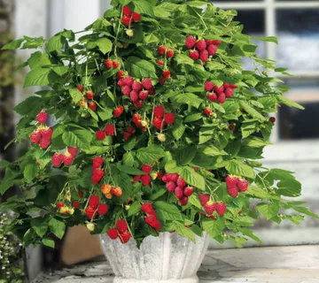 MINI MALINA “Lit. Sweet Sister” - cover