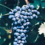 CABERNET SAUVIGNON VCR11 - cover