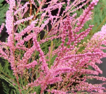 TAMARIX RAMOSIS.”Rubra” - cover