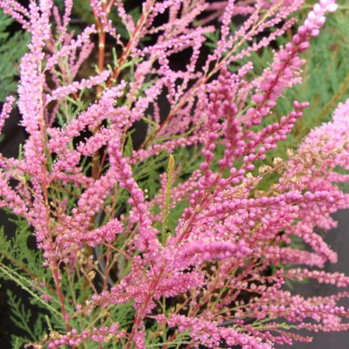 TAMARIX RAMOSIS.”Rubra” - cover